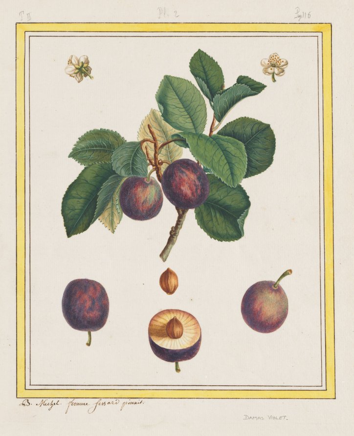 Damascus Plum by B. Michel (French) - Classic Painting canvas print