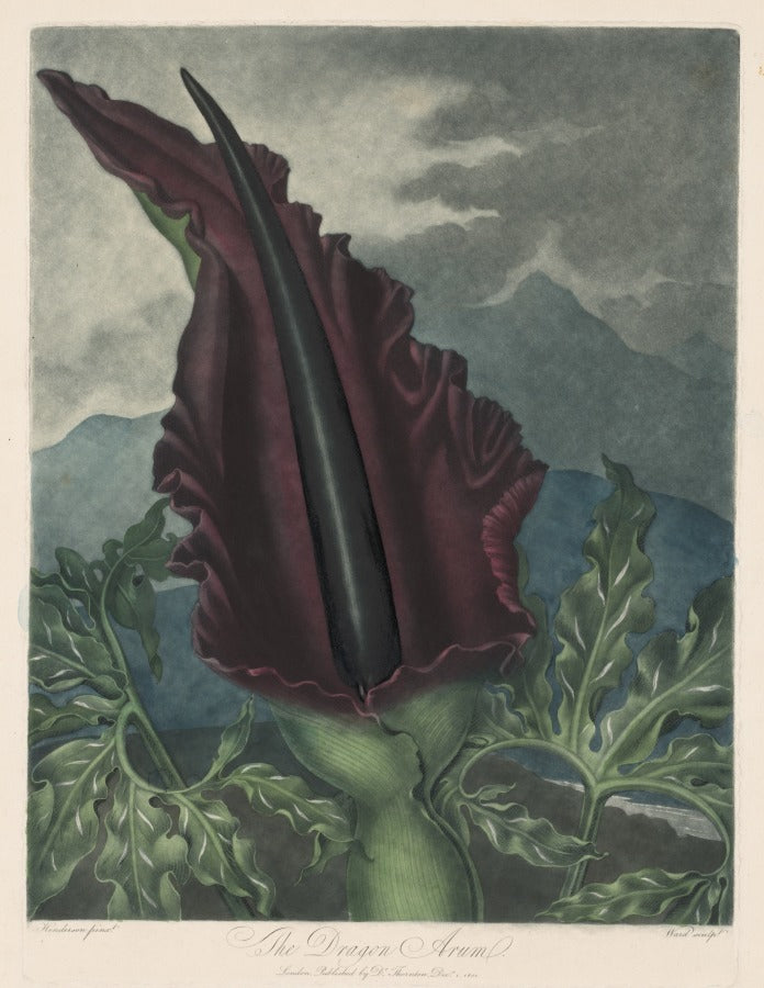 The Dragon Arum, Black Calla or Solomon's Lily by Robert John Thornton (British, 1768–1837) - Classic Painting canvas print