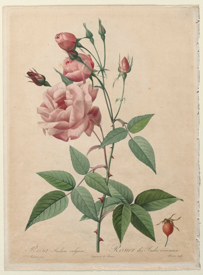 The Roses China or Bengal Rose by Henri Joseph Redouté (French, 1766–1853) - Classic Painting canvas print