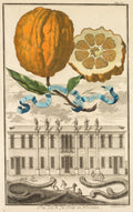 Nurnbergische Hesperides  No. 185 - Aranzo Striato dolce.  Palazzo del N. H. Fonte in Noventa by Joseph de Montalegre (Hungarian) - Classic Painting canvas print