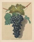 Pomona Britannica  No. 52 - Black Prince Grape by George Brookshaw (British, 1751–1823) - Classic Painting canvas print