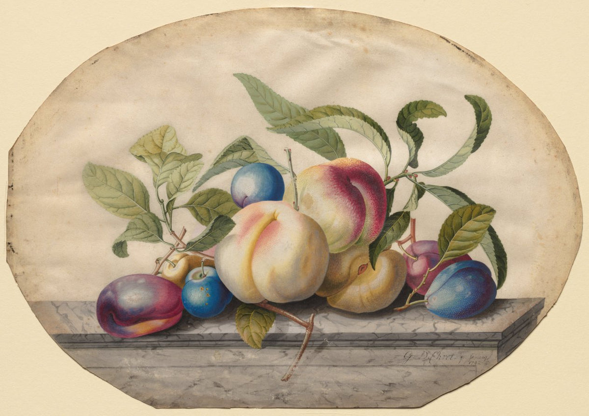 Fruit Arrangement Peaches and Plumbs on a Slab of Marble by Georg Dionysius Ehret (German, 1708–1770) - Classic Painting canvas print