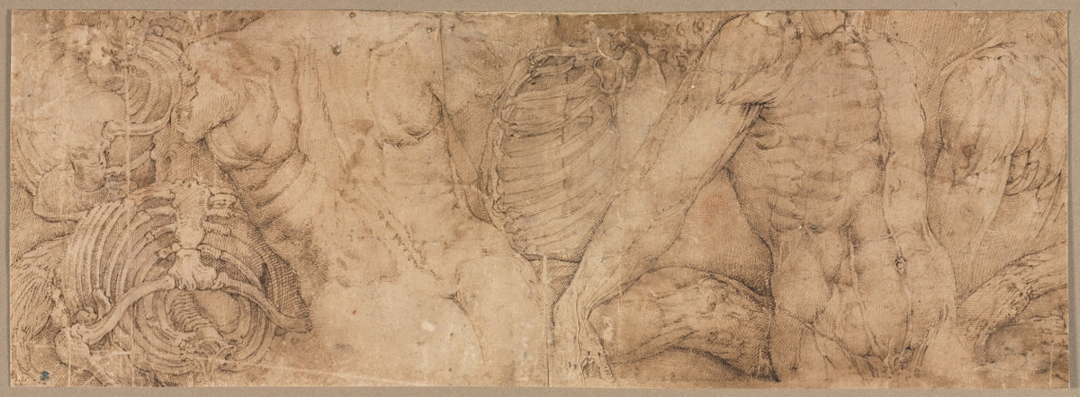 Torsos with Rib Cages by Battista Franco (Italian, c. 1510–1561) - Classic Art canvas print