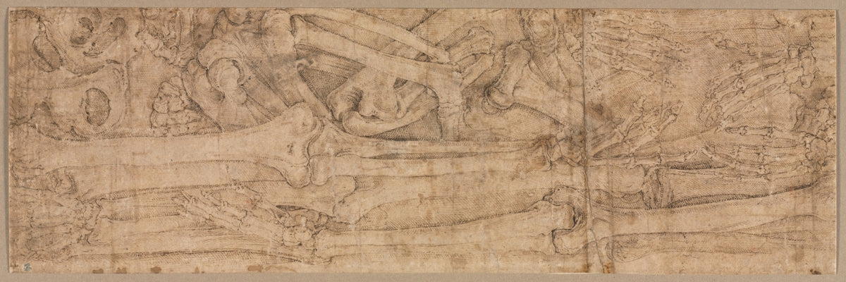 Arm Bones by Battista Franco (Italian, c. 1510–1561) - Classic Art canvas print
