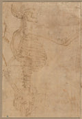 Half-Length Skeleton in Profile by Battista Franco (Italian, 1498?–1561) - Classic Painting canvas print