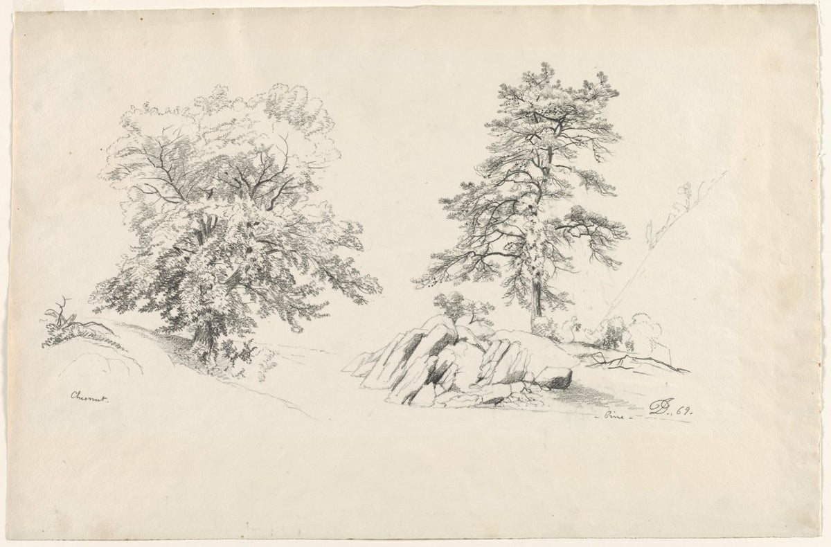 Chestnut and Pine by David Johnson (American, 1827–1908) - Classic Painting canvas print