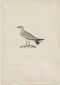 Small Pratincole Glareola lactea by Paul Hüet (French, 1803–1869) - Classic Painting canvas print
