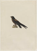 Needle-Tailed Swift Hirundapus caudaculus by Paul Hüet (French, 1803–1869) - Classic Painting canvas print