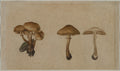 Mushrooms by Georg Wilhelm Baurenfeind (German, c. 1710–1763) - Classic Painting canvas print
