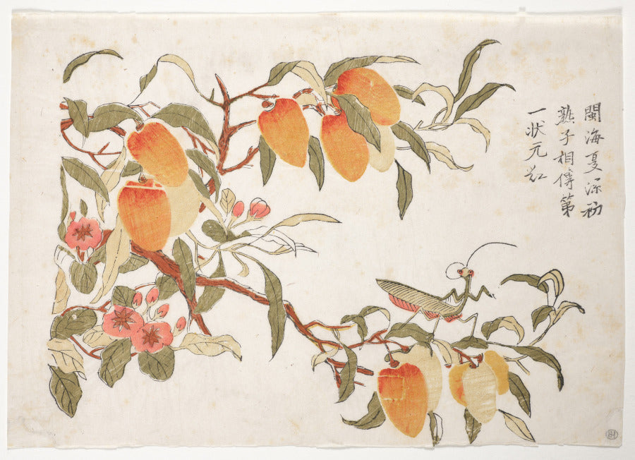 Praying Mantis on a Lychee by  - Classic Painting canvas print