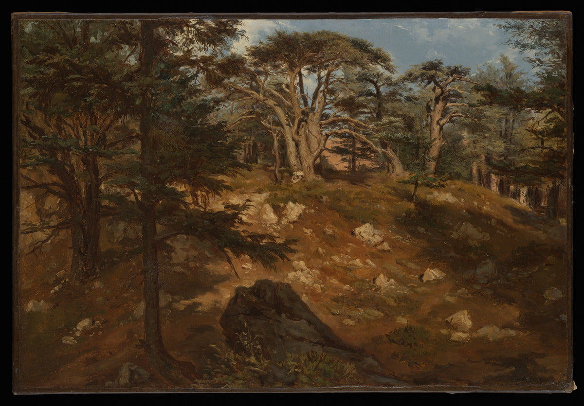 Cedars of Lebanon by Antoine-Alphonse Montfort - Classic Art canvas print