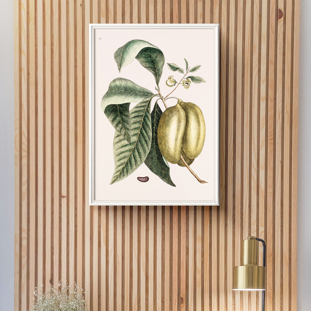 Asiminier pawpaw Poster by Moryarty - Oil Painting canvas print