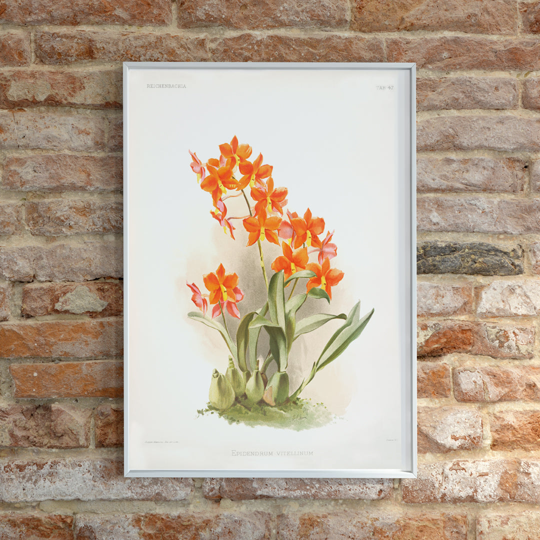 Epidendrum vitellinum Poster by Moryarty - Oil Painting canvas print
