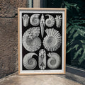 Ammonitida Poster by Moryarty - Oil Painting canvas print