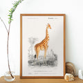 Giraffa camelopardalis Poster by Moryarty - Oil Painting canvas print