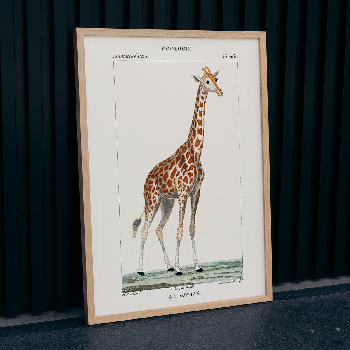 Girafe Poster by Moryarty - Oil Painting canvas print