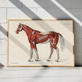 Systme musculaire du cheval Poster by Moryarty - Oil Painting canvas print