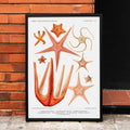 Varits d'toiles de mer 3 Poster by Moryarty - Oil Painting canvas print