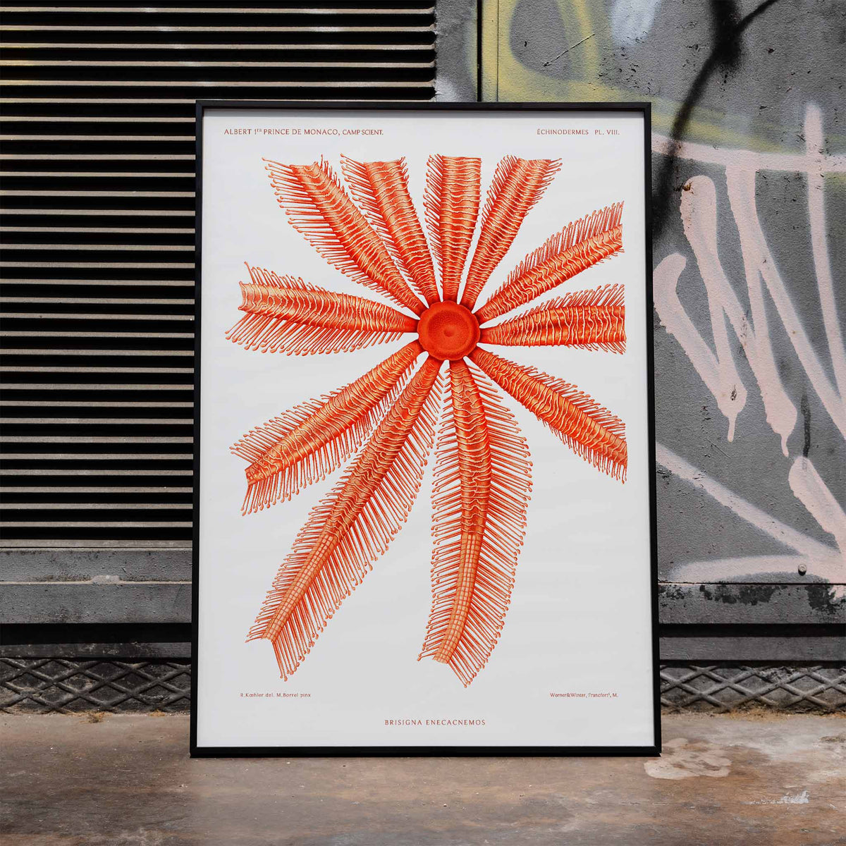 toile de mer Brisingidae Poster by Moryarty - Oil Painting canvas print