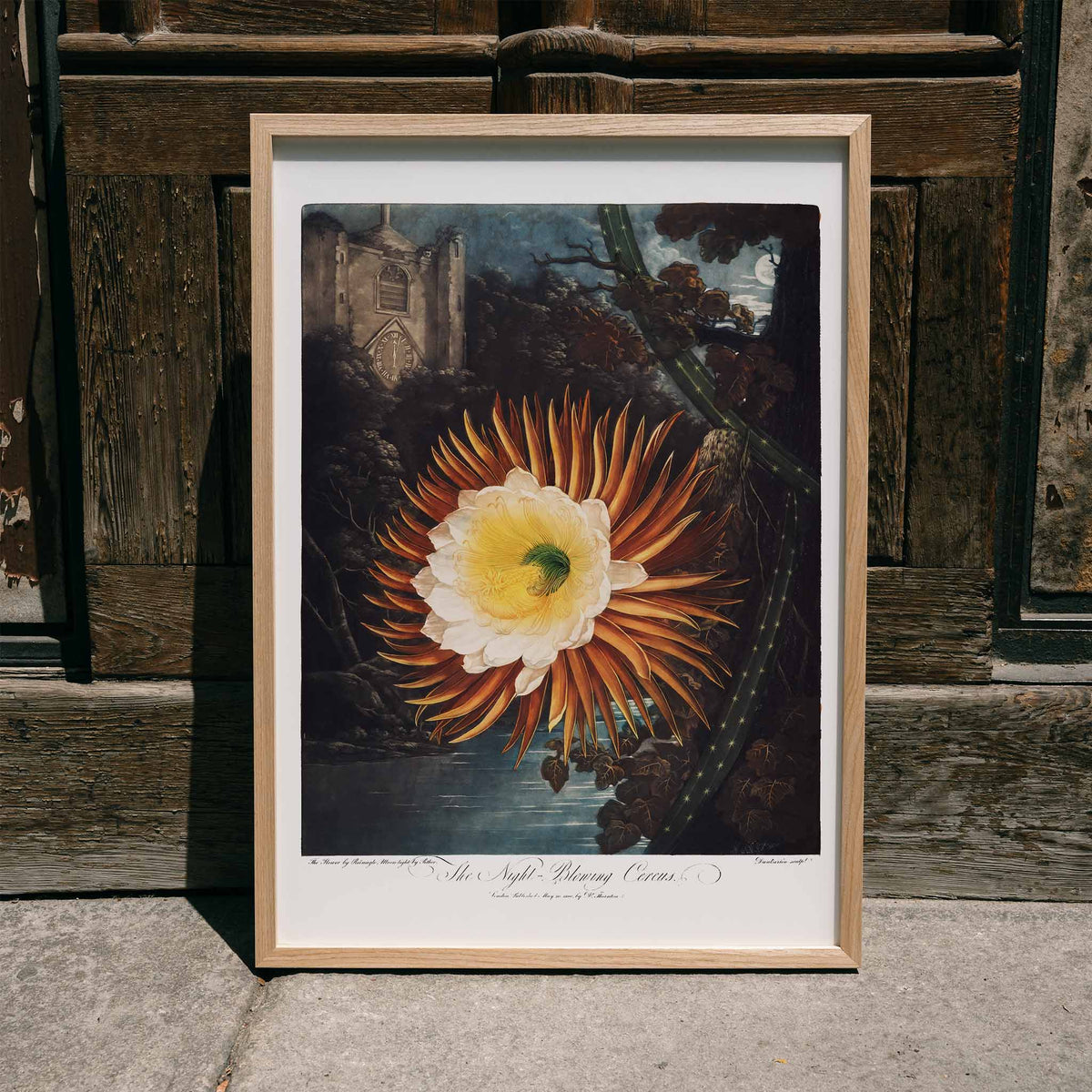 Cereus  floraison nocturne Poster by Moryarty - Oil Painting canvas print