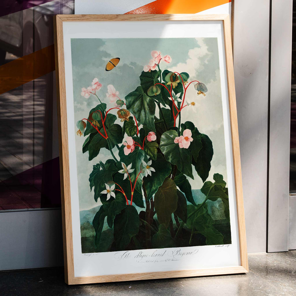 Bgonia  feuilles obliques Poster by Moryarty - Oil Painting canvas print