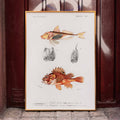 Poissons de roche Poster by Moryarty - Oil Painting canvas print