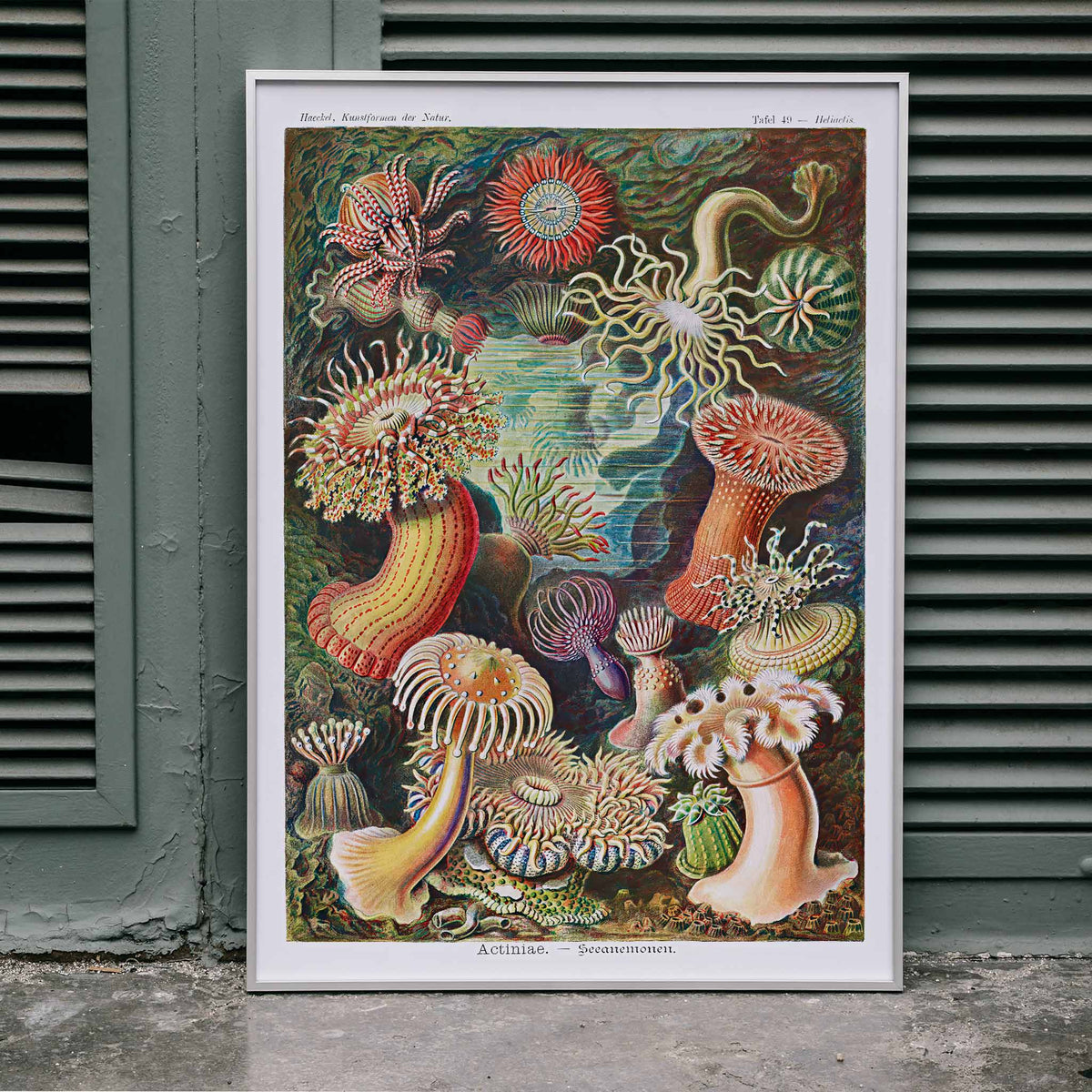 Actiniae Poster by Moryarty - Oil Painting canvas print