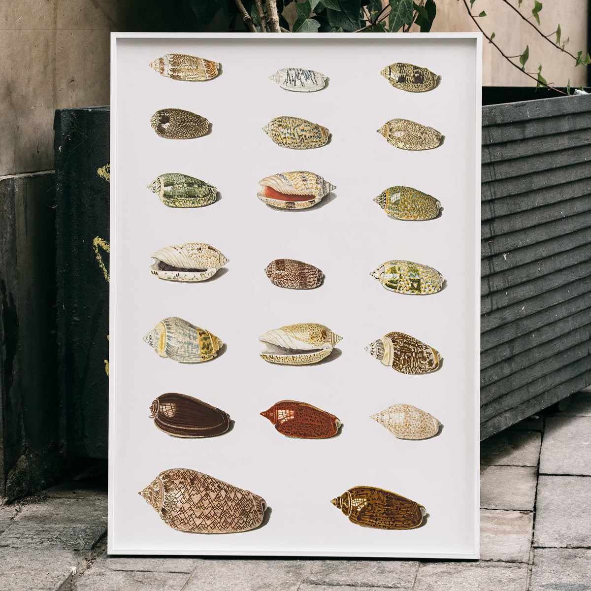 Vingt coquillages tropicaux Poster by Moryarty - Oil Painting canvas print